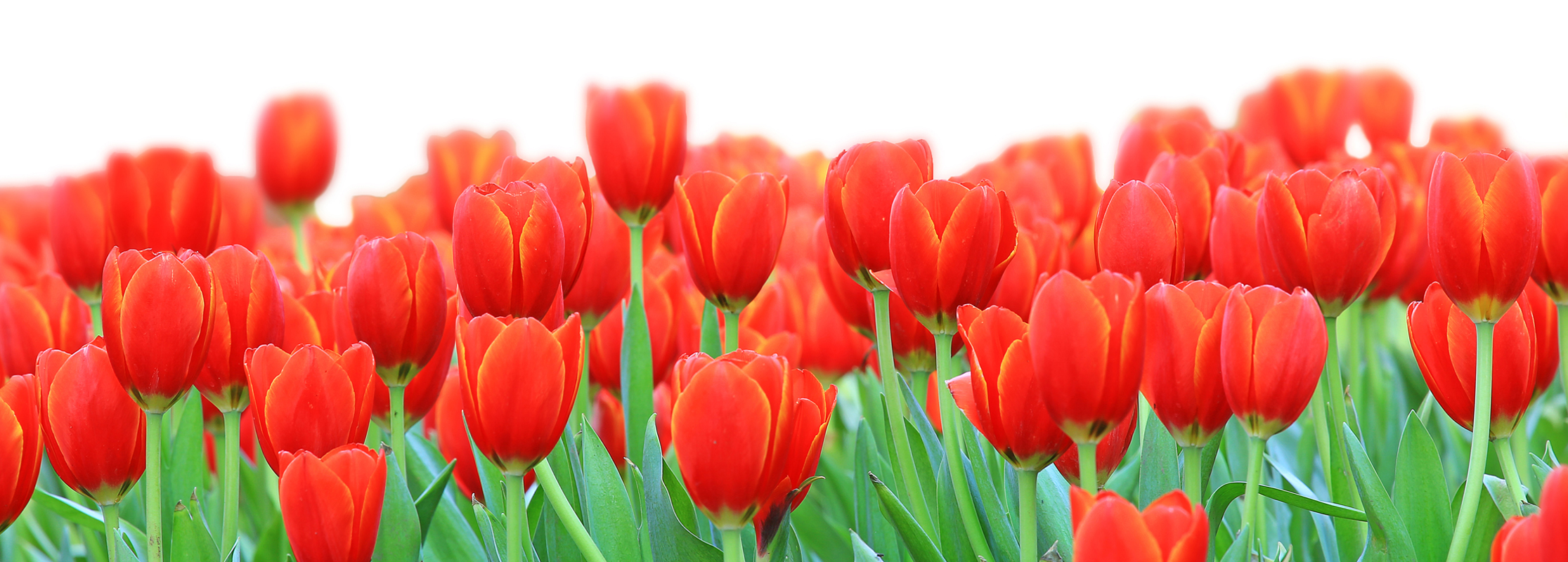 Tracy Ledbetter Banner